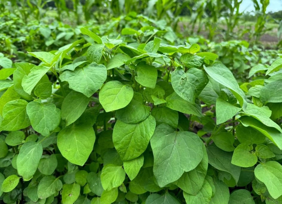 Njama-Njama grown or prepared for Shining Lights Farm.
