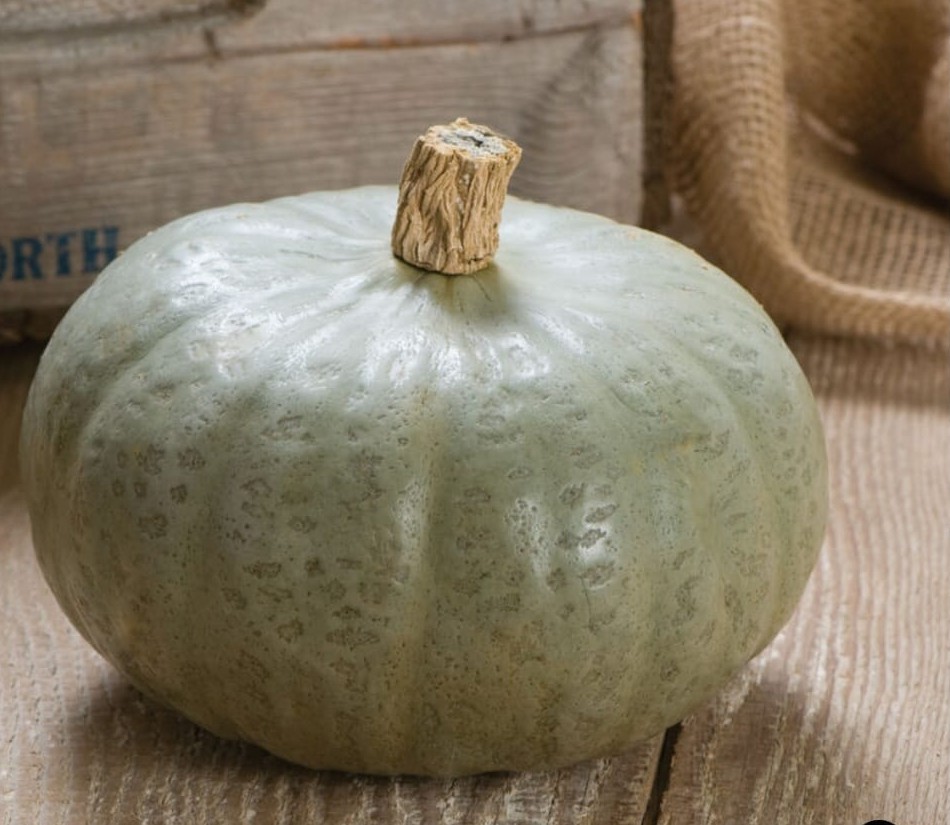 Pumpkin grown or prepared for Shining Lights Farm.