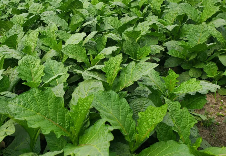 Anchia Leaves grown or prepared for Shining Lights Farm.