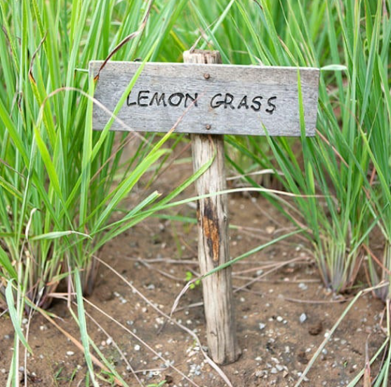 Lemonade Grass / Fever Grass grown or prepared for Shining Lights Farm.