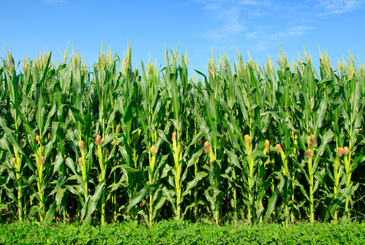 African Corn grown or prepared for Shining Lights Farm.