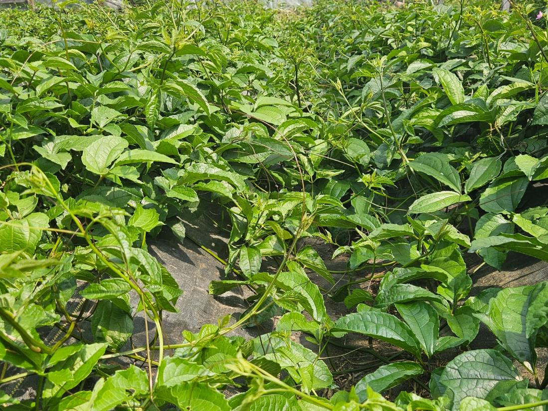 Okongbong / Fluted Pumpkin grown for Shining Lights Farm.