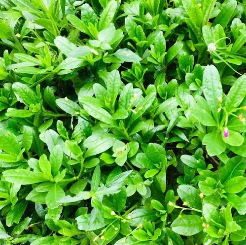 Waterleaf grown or prepared for Shining Lights Farm.